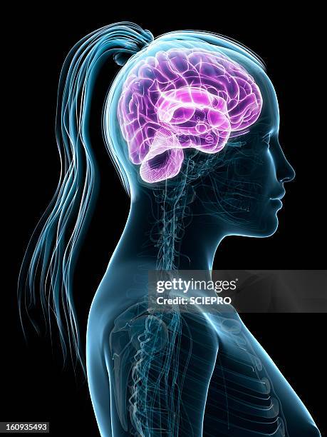 female brain, artwork - eeg stock illustrations