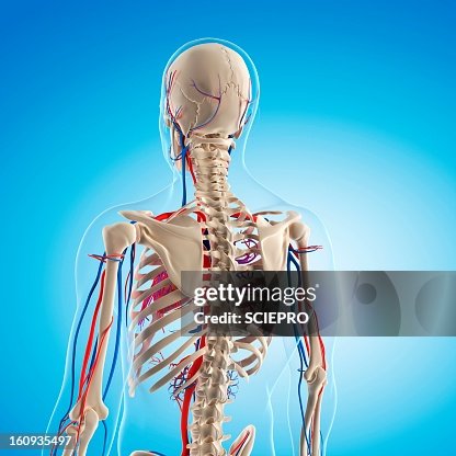 Vascular system, artwork Vascular system, artwork