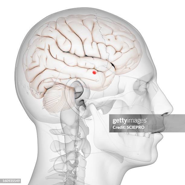 amygdala of the brain, artwork - amygdala点のイラスト素材／クリップアート素材／マ�ンガ素材／アイコン素材