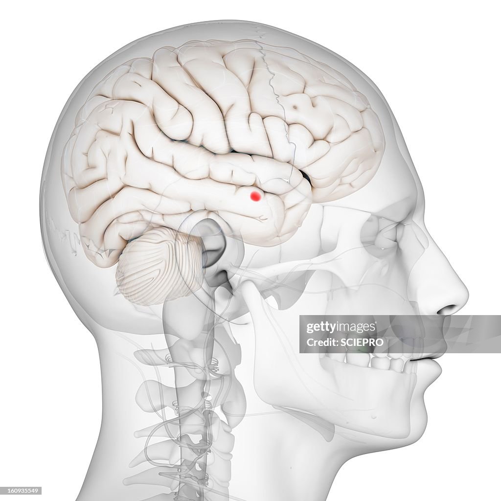 Amygdala Map Amygdala Of The Brain Artwork High-Res Vector Graphic - Getty Images
