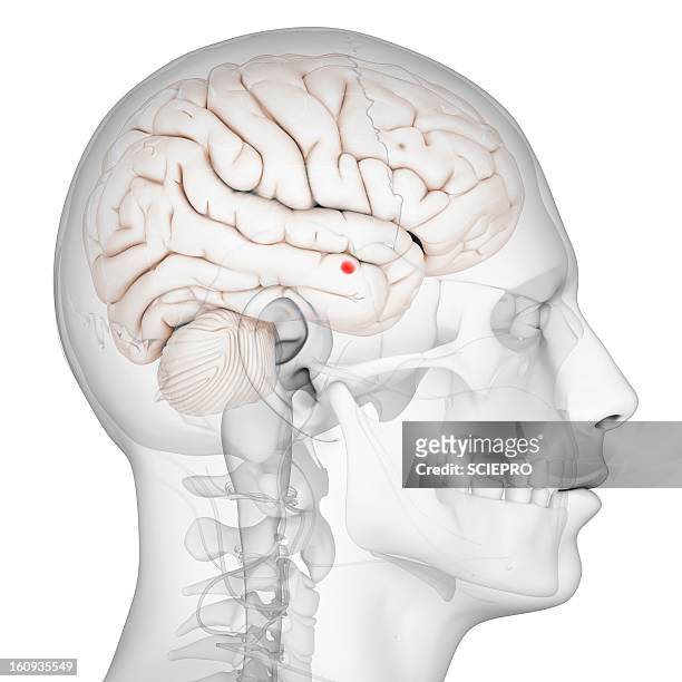 amygdala of the brain, artwork - amygdala stock illustrations