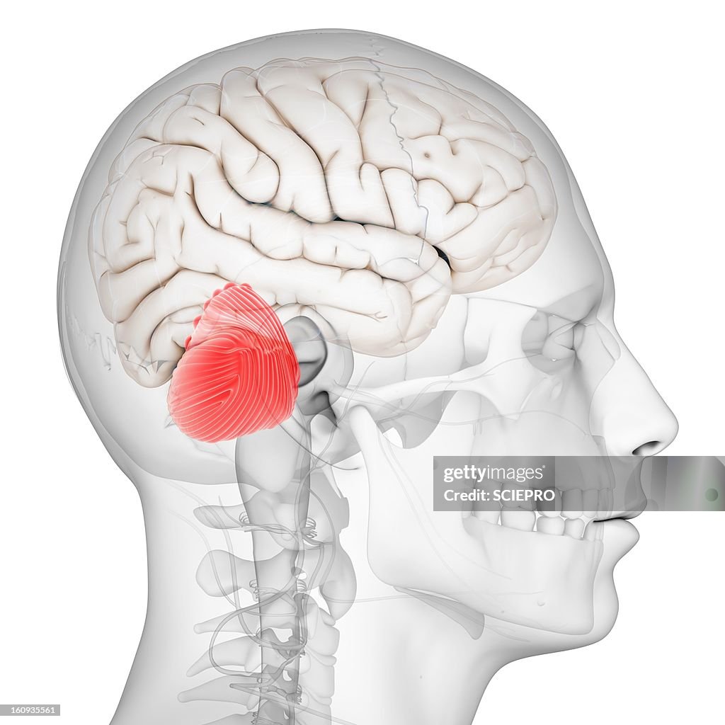 Cerebellum, artwork