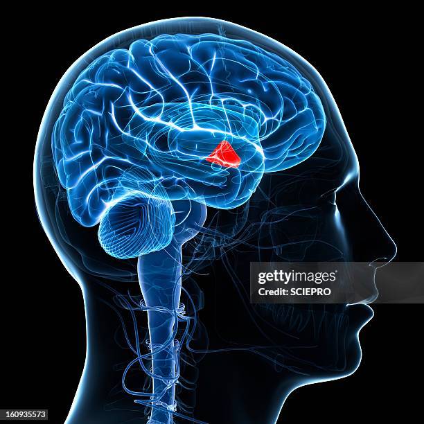 hypothalamus, artwork - human head stock illustrations