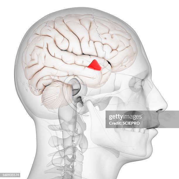 hypothalamus, artwork - diencephalon stock illustrations