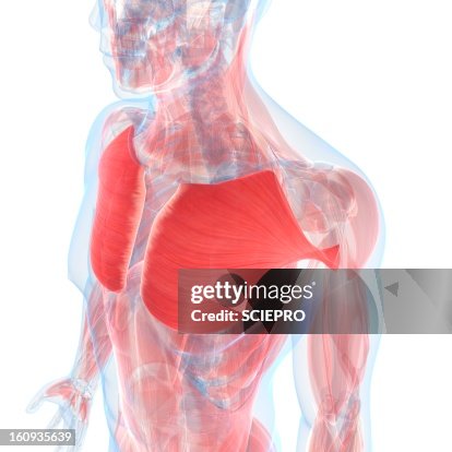 Chest Muscles Artwork High-Res Vector Graphic - Getty Images