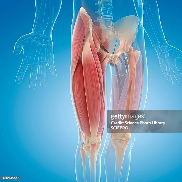 upper leg muscles, artwork - bein anatomiebegriff stock-grafiken, -clipart, -cartoons und -symbole