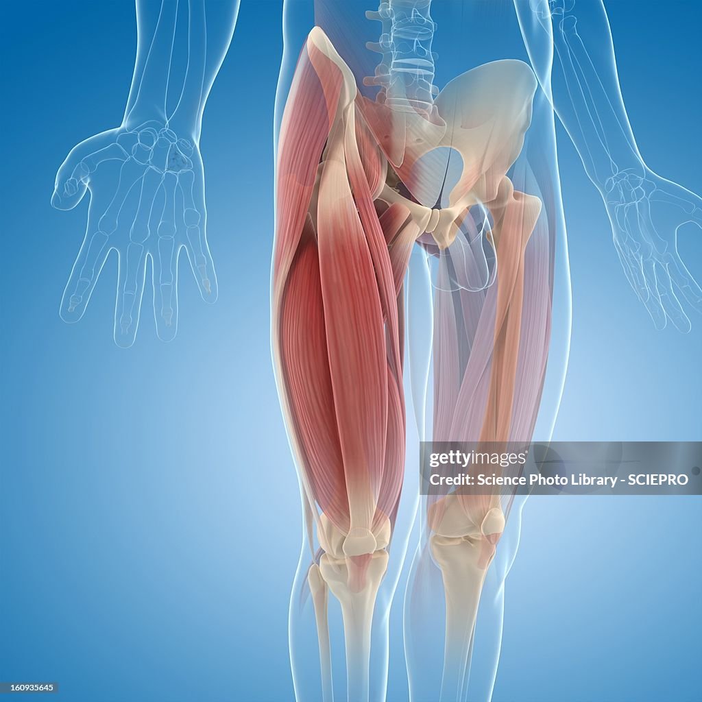 Upper leg muscles, artwork