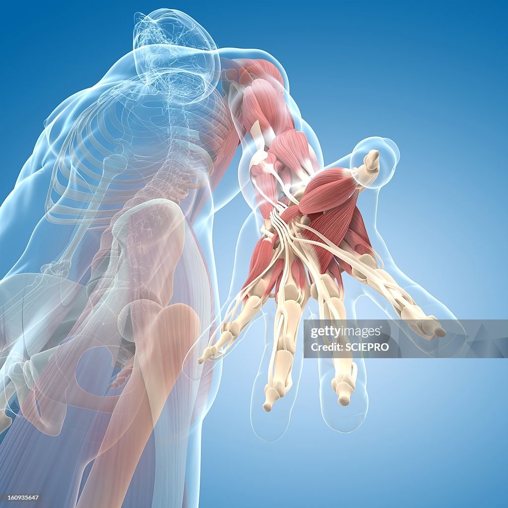 Hand Muscles Artwork High-Res Vector Graphic - Getty Images