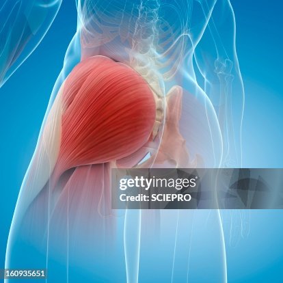 Buttock muscles, artwork Buttock muscles, artwork