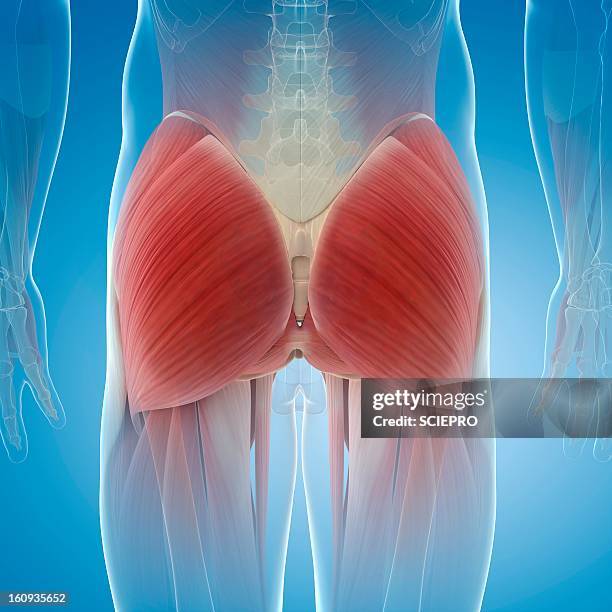 Buttocks Function Buttock Photos and Premium High Res Pictures - Getty Images