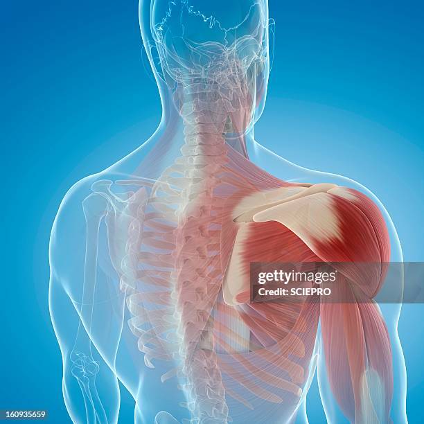 shoulder muscles, artwork - shoulder stock illustrations