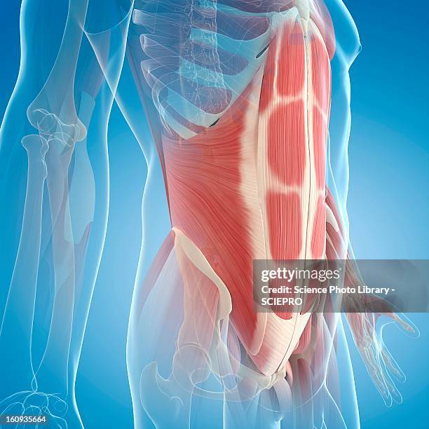 stockillustraties, clipart, cartoons en iconen met abdominal muscles, artwork - human muscle