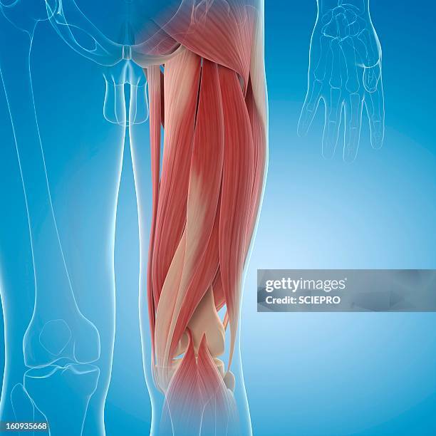 ilustrações de stock, clip art, desenhos animados e ícones de upper leg muscles, artwork - thigh human leg