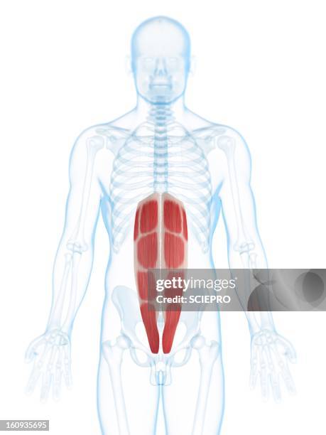 226点の腹直筋イラスト素材 Getty Images 226点の腹直筋イラスト素材 Getty Images