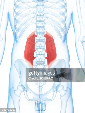 Lower back muscles, artwork Lower back muscles, artwork