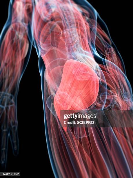 buttock muscles, artwork - buttocks stock illustrations