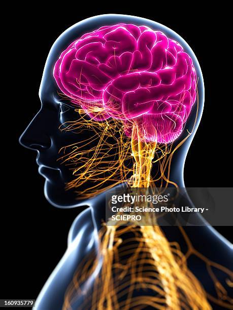 ilustrações, clipart, desenhos animados e ícones de central nervous system, artwork - human nervous system