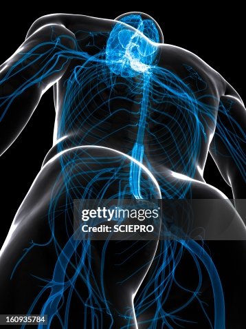 Central nervous system, artwork Central nervous system, artwork