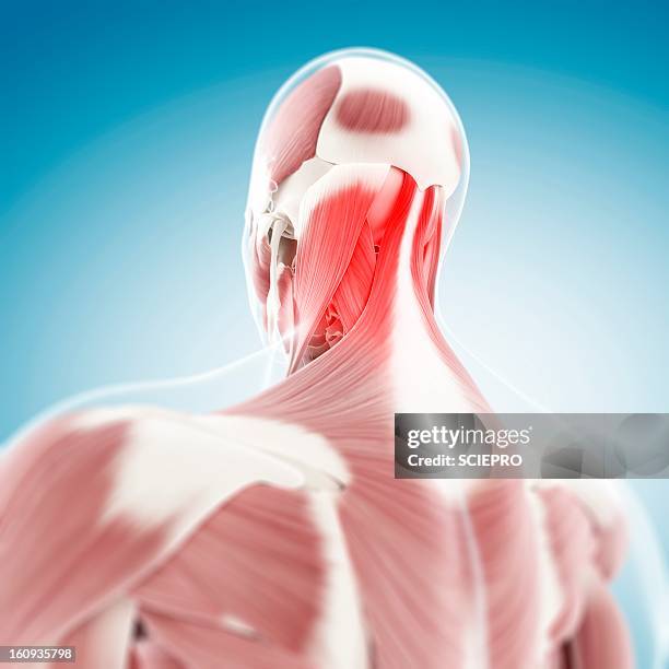 neck pain, conceptual artwork - neck muscle pain illustration stock illustrations