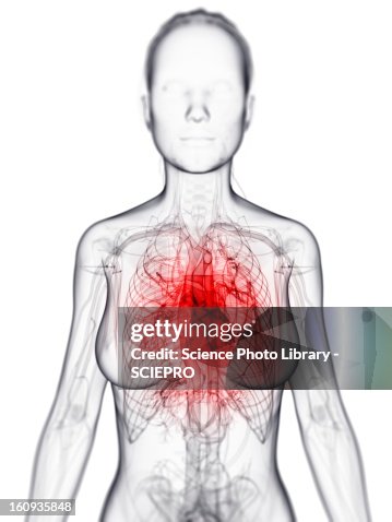 Female cardiovascular system, artwork Female cardiovascular system, artwork