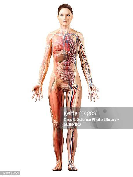 female anatomy, artwork - female body parts stock illustrations