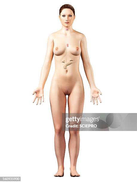 female endocrine system, artwork - endocrine system stock illustrations