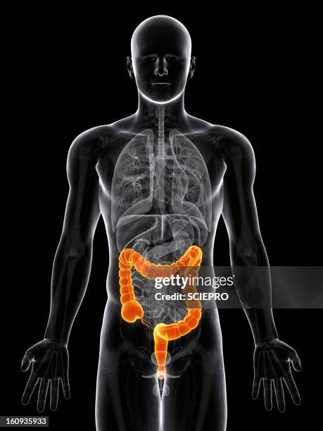 Intesine Rapport 5,084 Large Intestine Images Stock Photos, High-Res Pictures, and ...