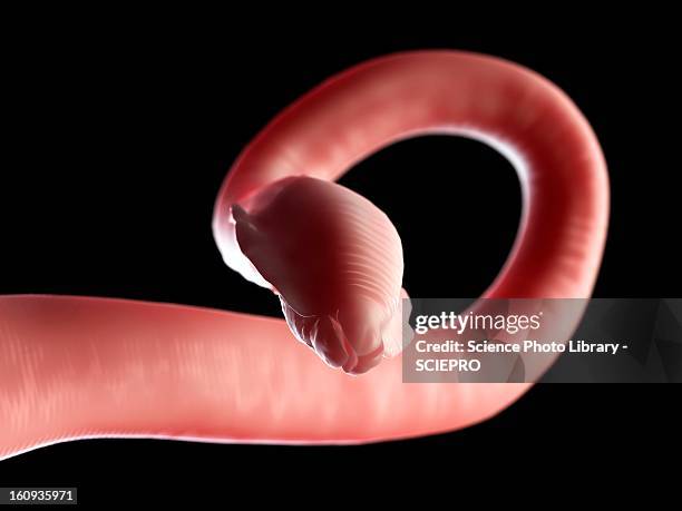 roundworm, artwork - parasitic stock illustrations