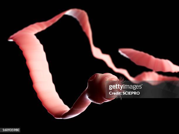 tapeworm, artwork - parasit stock-grafiken, -clipart, -cartoons und -symbole