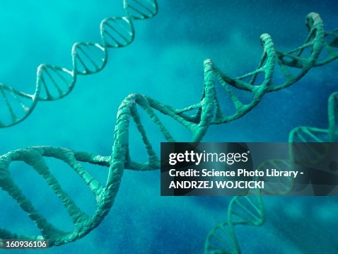 DNA molecules, artwork DNA molecules, artwork