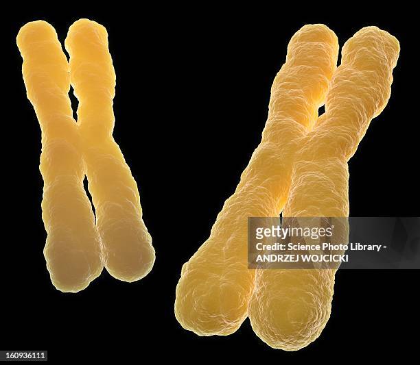 chromosomes, artwork - chromosome stock illustrations