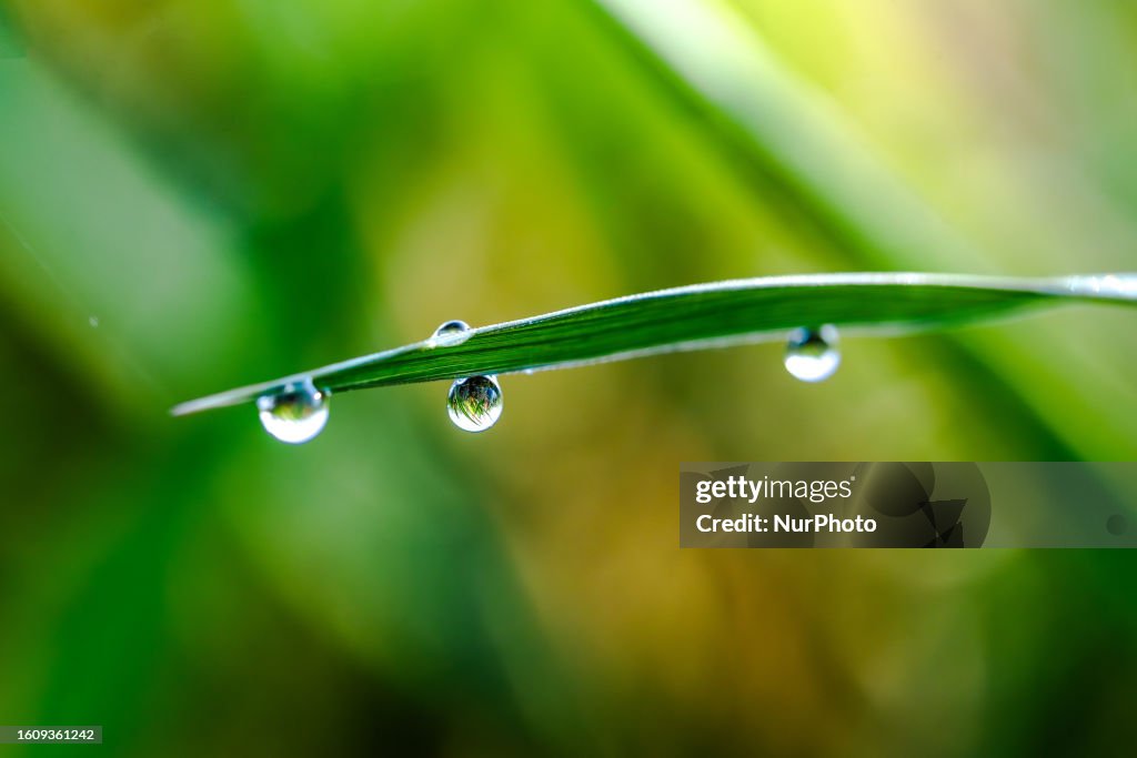 Dew
