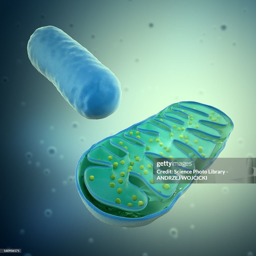 Mitochondria, artwork