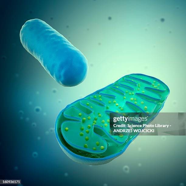 mitochondria, artwork - mitochondrion stock illustrations
