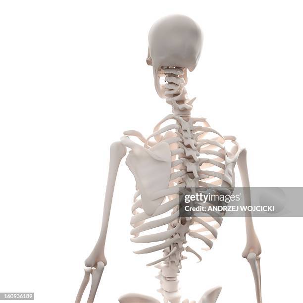 Skeleton Rear 6,464 Human Skeleton Back View Stock Photos, High-Res Pictures, and ...