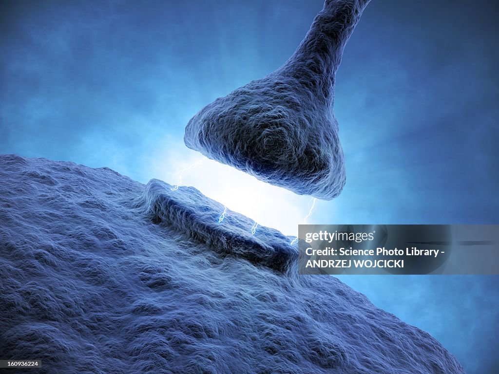 Synapse, artwork