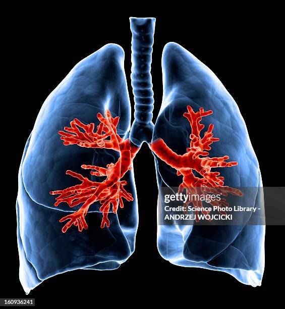 healthy lungs, artwork - bronchialbaum stock-grafiken, -clipart, -cartoons und -symbole