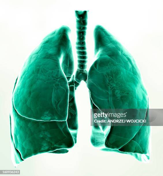 healthy lungs, artwork - human lung 幅插畫檔、美工圖案、卡通及圖標