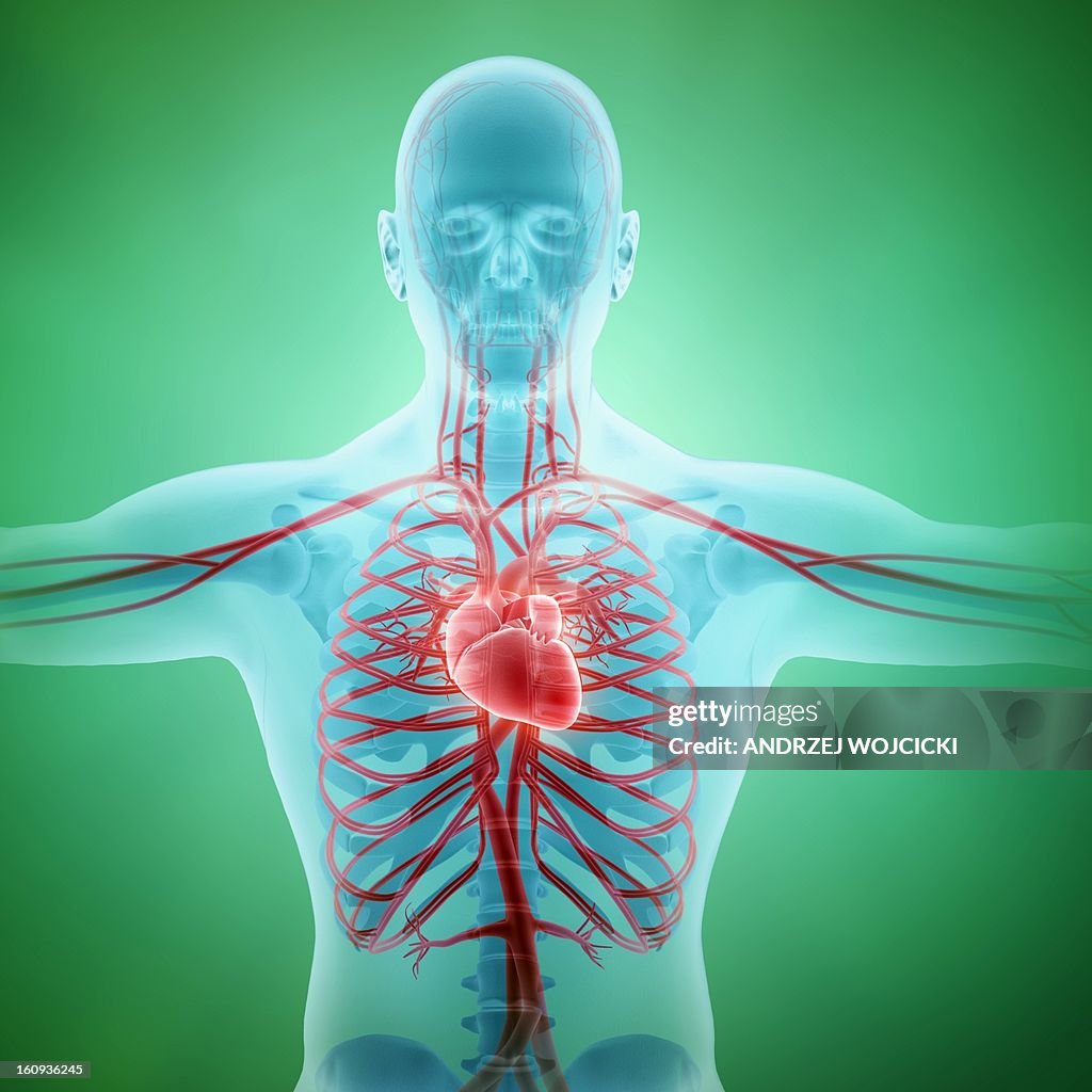 Healthy cardiovascular system, artwork