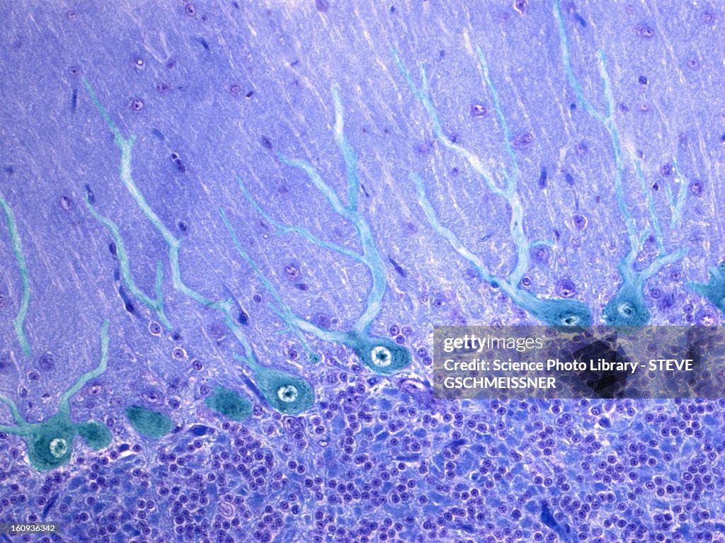 Nerve cells, light micrograph