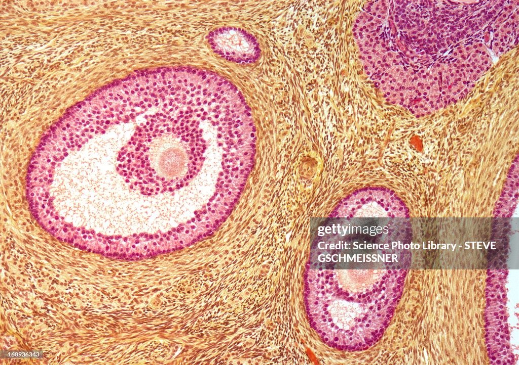 Ovarian follicles, light micrograph