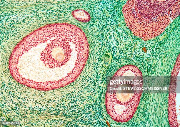 ovarian follicles, light micrograph - ovaries stock illustrations