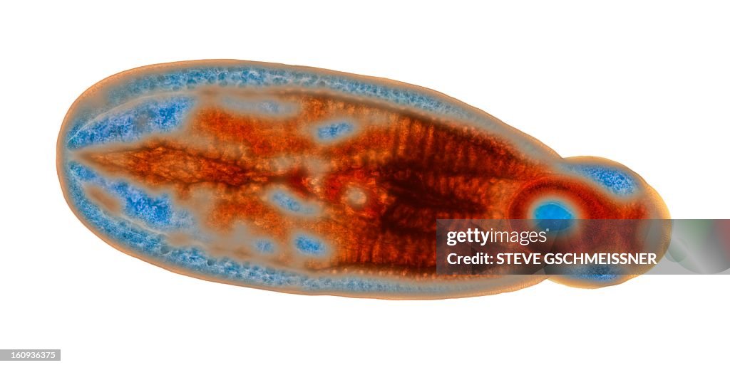 Immature fluke, light micrograph