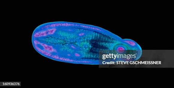 Immature fluke, light micrograph Immature fluke, light micrograph