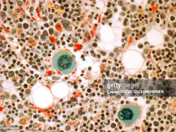 bone marrow, light micrograph - bone marrow tissue stock illustrations