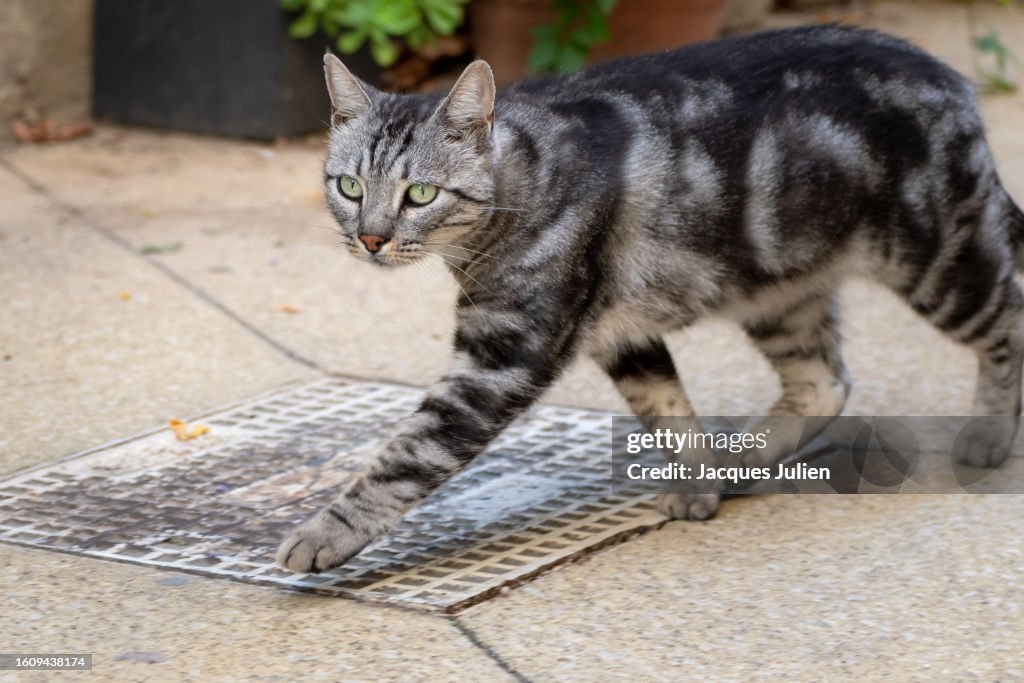 Tabby cat walking