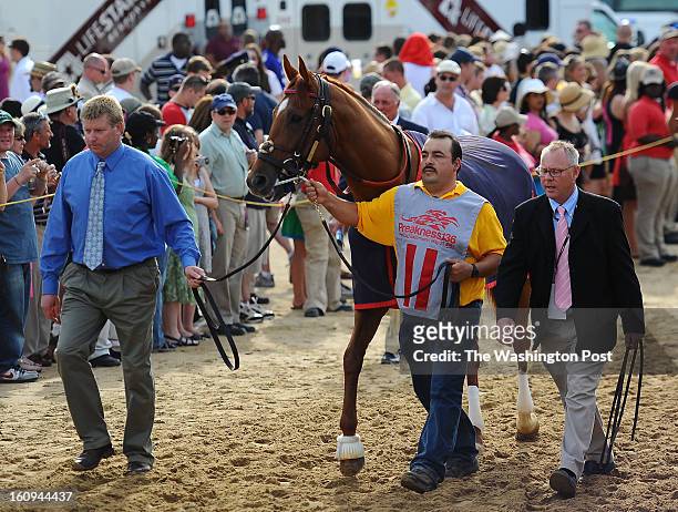 May 21: Assistant trainers Dave Rock, left, and Adrian Rolls, right, walk out with Kentucky Derby winner Animal Kingdom before the running of the...
