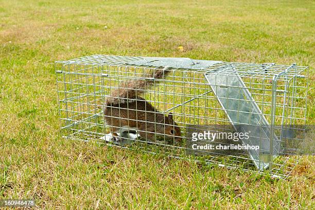 grey squirrel rodent in a wire trap - rodent stock pictures, royalty-free photos & images