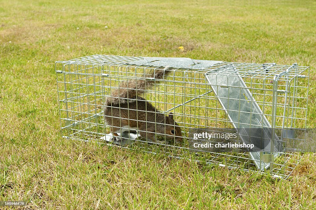 Grey Squirrel rodent in a wire trap