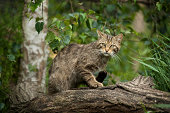 Scottish Wildcat hiding in a tree